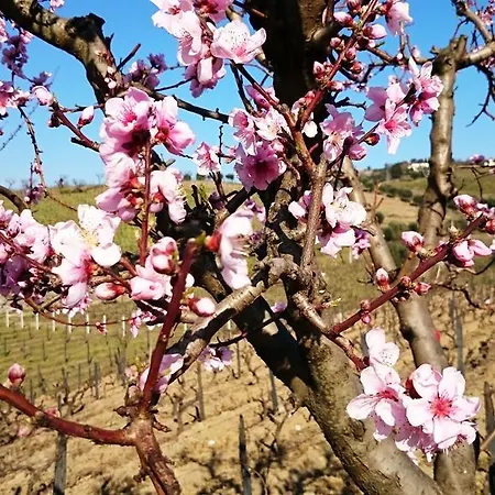 Casa Quinta Da Adega Do Chao - Vale Do Douro * 拉梅戈
