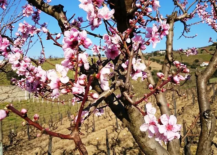 Casa Quinta Da Adega Do Chao - Vale Do Douro * لاميغو
